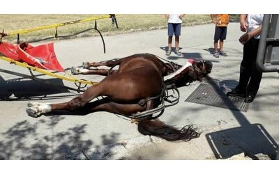 Caserta, condannata a un anno di reclusione l’ex vetturina: il suo cavallo morì di infarto mentre trasportava i turisti sotto il sole