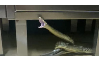 Trovato serpente ben nascosco negli spogliatoi di una clinica medica dei Parioli