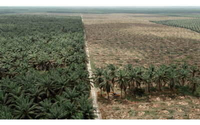 Le piantagioni di palme da olio hanno un impatto anche sull'acqua