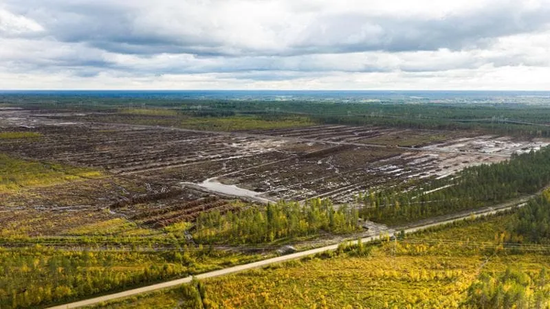 Finlandia, gli ambientalisti fermano Google. Chiuso il data centre che aveva disboscato la foresta