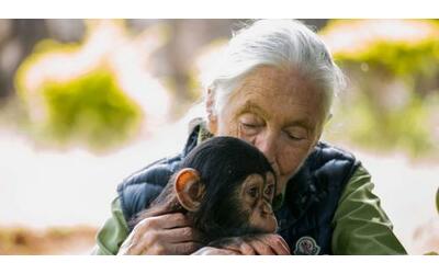 Morta Jane Goodall la pioniera che amava e cap gli scimpanz