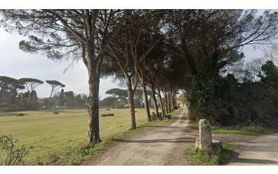 Ostia Antica saluta i pini: via libera all'abbattimento di 22 alberi