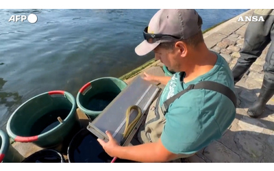 A Parigi tornano i pesci nella Senna, m le specie invasive minacciano l’equilibrio – Video