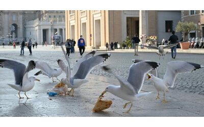 Allarme gabbiani a Roma: “Più di 30 chiamate da chi non sa come...
