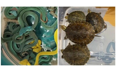 “Aveva 47 vipere velenose e 5 tartarughe esotiche nella borsa”: la scoperta shock della polizia dopo aver arrestato un uomo alla dogana