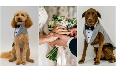 Avremmo voluto che fossero con noi ma non stato possibile lasciano i loro cani in pensione mentre festeggiano il loro matrimonio al ritorno trovano una sorpresa incredibile
