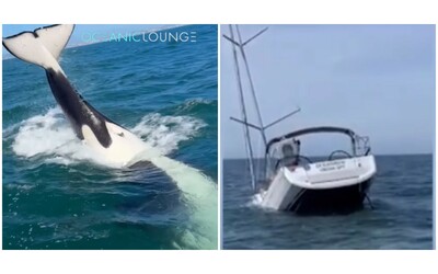 Branco di orche attacca una barca a vela la ribalta e la fa affondare le incredibili immagini dello speronamento