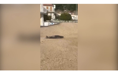 C una foca monaca sulla spiaggia di Numana il video dell eccezionale avvistamento vicino al porto turistico