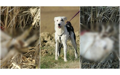 Cani decapitati e chiusi in sacchi scoperto cimitero clandestino nel Maceratese Il ritrovamento grazie a un cucciolone del canile