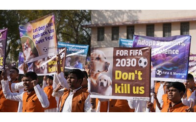 Cani randagi gettati agonizzanti in fosse comuni per i Mondiali di calcio Un massacro la Lndc scrive una lettera a Fifa e Figc