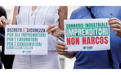 Cannabis light il decreto Sicurezza arriva alla Consulta il tribunale di Brindisi solleva dubbi sul bando alle infiorescenze