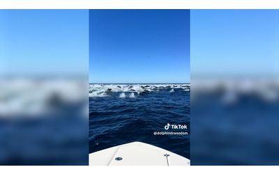 “Cos’è questo rumore? Non è una barca”: i delfini “corrono” velocissimi. L’incredulità dell’osservatore di balene – Video