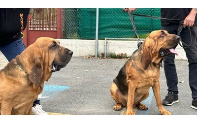 Cos Hida e Gemma due bloodhound dal fiuto imbattibile hanno portato al ritrovamento di Allen anche se non hanno il distintivo