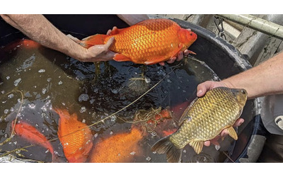 Enormi pesci rossi ‘mutanti’ invadono il lago di Cornelia: sono grandi come trote e sono finiti lì per un motivo
