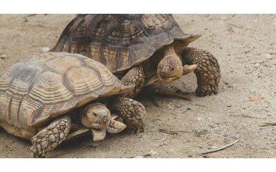 “Ha spedito 850 tartarughe di specie protette nascondendole nei calzini”: contrabbandiere rischia 5 anni di carcere