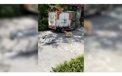 Il cane porta a spasso il cane la scena surreale fa il giro del web Ecco come possibile