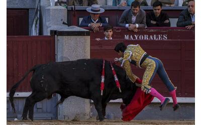 Il toro incorna il toreador: paura alla corrida di Madrid