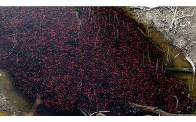“Immettere animali in un ambiente non consono porta a un finale tragico e scontato”: migliaia di pesci rossi stanno morendo per mancanza di ossigeno nelle acque del lago di Loppio