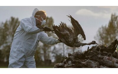 Influenza aviaria Usa primo contagio umano negli ultimi 9 mesi Spagna divieto di allevamenti all aperto