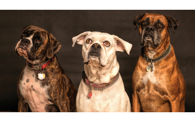 Iperattivi o irrequieti anche i cani possono avere l ADHD ecco le razze pi a rischio e come funziona il test per scoprirlo