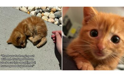 L hanno lanciato in mezzo alla strada poi diventato il mio cucciolo ragazza salva un gattino da un tombino e lo accudisce