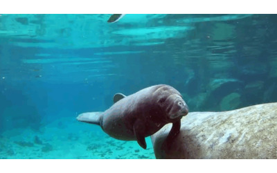 L incredibile fenomeno di Three Sisters Springs centinaia di lamantini si ammassano lungo la costa della spiaggia Ecco perch successo