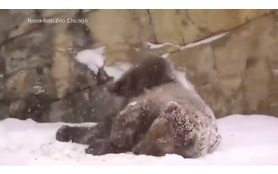 La neve non spaventa l orso bruno Tim cos l esemplare si rotola tra i fiocchi allo zoo di Chicago