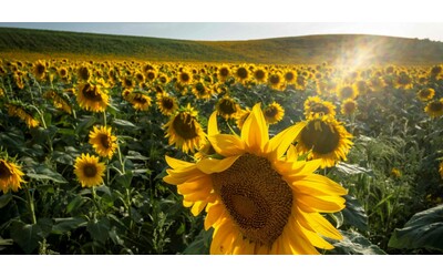 Mamma pianta un girasole sul campo da basket dove morto il figlio ma viene strappato via Il colpevole si difende Se tutti mettessero un fiore per ogni morto Milano sarebbe una pattumiera