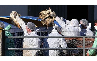 Messico, prima vittima umana da influenza aviaria. “Nessuna esposizione a pollame”