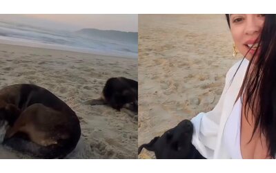 Non sono sola vero tre cani si avvicinano a una donna e trasformano il suo compleanno in un momento inatteso e commovente IL VIDEO