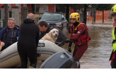 Nubifragio nel Goriziano il video dei vigili del fuoco che mettono in salvo i cani dagli allagamenti