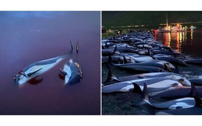 “Oltre cinquanta delfini ammazzati nel mare delle isole Fær Øer. Altre mattanze in corso”: la “grindadrap” va avanti inesorabile tra le polemiche