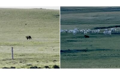 Orso grizzly attacca un pascolo ma le mucche fanno squadra e lo fanno allontanare IL VIDEO