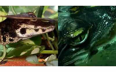 Prima il depistaggio poi l incredibile scoperta cos nato a Verona il primo coccodrillo nano africano nella storia del Parco Natura Viva