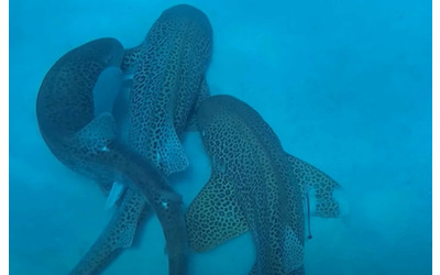 Primo threesome tra squali leopardo documentato due maschi e una femmina ripresi al largo della Nuova Caledonia Sorprendente e affascinante