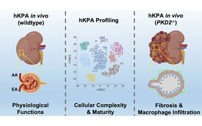 Reni bioartificiali creati in laboratorio primo passo concreto verso organi sintetici per il trapianto umano
