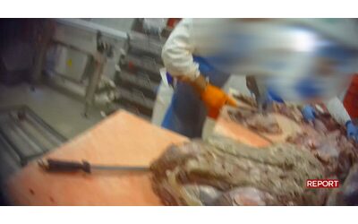 Roast beef congelato e scaduto venduto come fresco Report torna all interno del macello del Mantovano Video