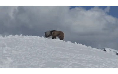 Sarebbe morto se non fossero intervenuti per salvarlo il dramma di Bahadur l orsetto rimasto intrappolato sul ghiacciaio dell Himalaya con la testa in un contenitore di latta