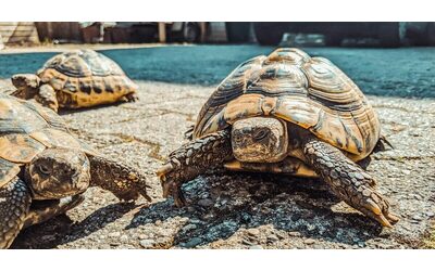 Sopravvivere da 250 milioni di anni e rischiare l’estinzione per il cambiamento climatico: storia delle tartarughe