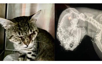 Sparo al muso da molto vicino gatto si salva ma perde la vista L ENPA sporge denuncia verso ignoti Atto disumano e vigliacco