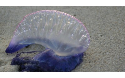 Tentacoli fino a 30 metri le punture possono essere letali allarme caravella portoghese la super medusa arriva anche in Italia Cosa fare in caso di contatto