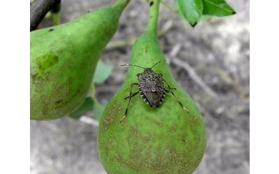 Torna l allarme per la cimice asiatica in Veneto e in Emilia Romagna come fermare l infestazione dell insetto che danneggia frutti semi e ortaggi