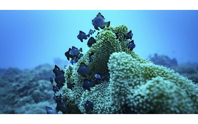 Trovate microplastiche anche nei pesci delle acque incontaminate del Pacifico