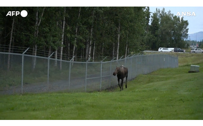 Un alce sorveglia l ingresso della base di Anchorage in Alaska alla vigilia del vertice Trump Putin