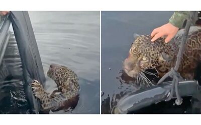 Un salvataggio eroico un giaguaro ferito da colpi di pistola viene estratto vivo dal Rio Negro in Amazzonia