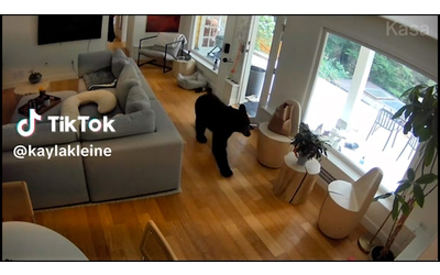 Un volpino di Pomerania caccia un orso da casa l incredibile video ripreso dalle telecamere di sicurezza