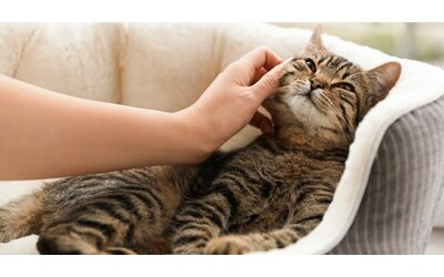 Una gatta scompare per 13 anni e torna a casa malata di cancro ma in tempo per trascorrere i suoi ultimi giorni con la sua famiglia Faceva tante fusa