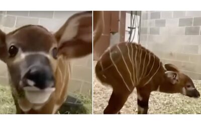 una straordinaria vittoria per la conservazione cucciola di Bongo nata allo zoo di Denver La specie in pericolo critico