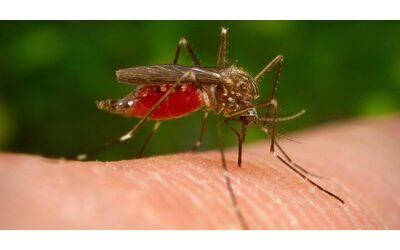 West Nile in Italia 351 casi e 23 decessi prima vittima in Molise