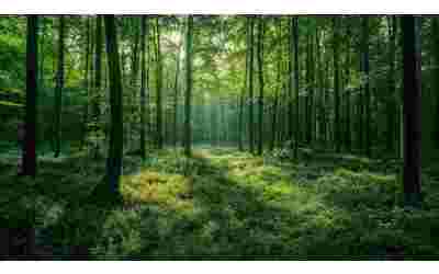 Come percepiamo davvero la biodiversit il potere nascosto dei suoni naturali